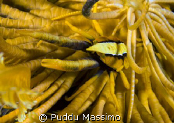 nikon d2x 60mm macro,manado by Puddu Massimo 